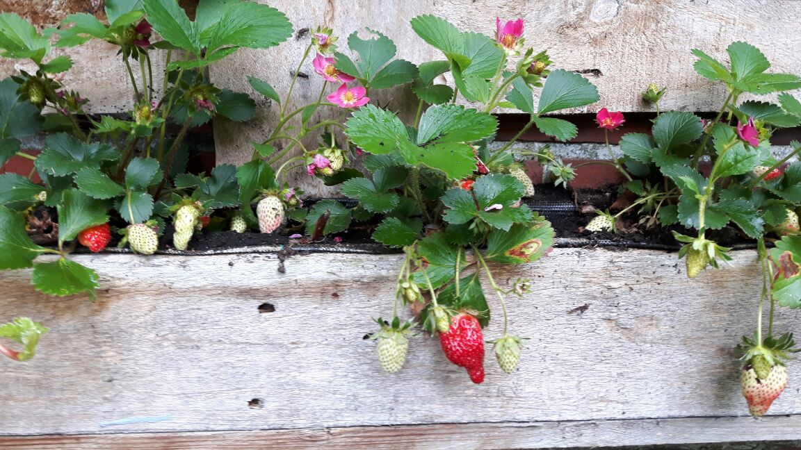 Kräuter und Erdbeeren Ferienhaus Dieknüst in Leer
